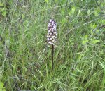 Dactyloriza incarnata 1